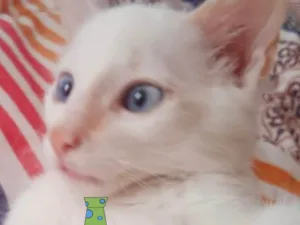 Gato raça Mestiço  idade 2 a 6 meses nome Leo 