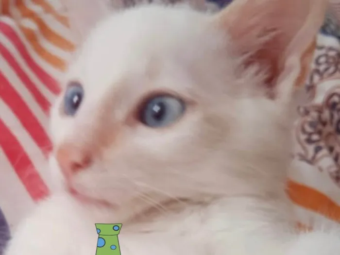 Gato ra a Mestiço  idade 2 a 6 meses nome Leo 
