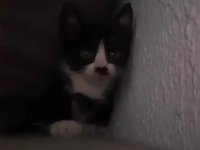Gato ra a Indefinida idade 2 a 6 meses nome Frajola