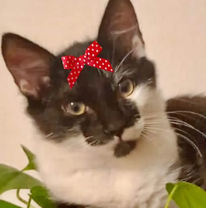 Gato ra a Mestiça  idade 2 a 6 meses nome Tina 