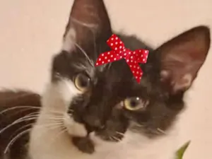 Gato raça Mestiça  idade 2 a 6 meses nome Tina 