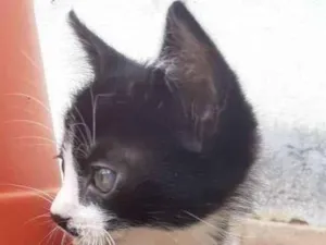 Gato raça Indefinida idade 2 a 6 meses nome Frajola