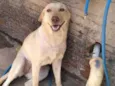Laika