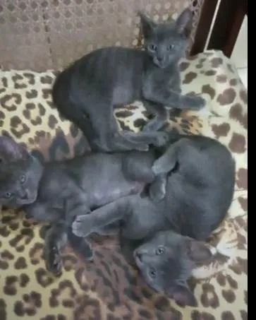 Gato ra a SRD idade Abaixo de 2 meses nome Fritz, Frida e Franz