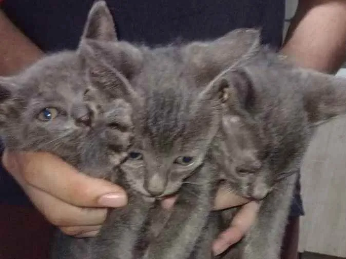 Gato ra a SRD idade Abaixo de 2 meses nome Fritz, Frida e Franz