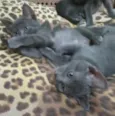 Fritz, Frida e Franz
