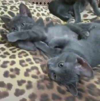 Gato ra a SRD idade Abaixo de 2 meses nome Fritz, Frida e Franz