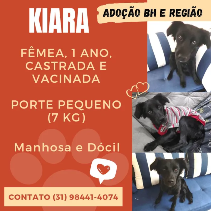 Cachorro raça Srd idade 1 ano nome Kiara