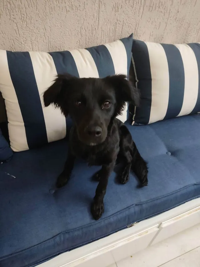 Cachorro raça Srd idade 1 ano nome Kiara