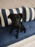 Kiara