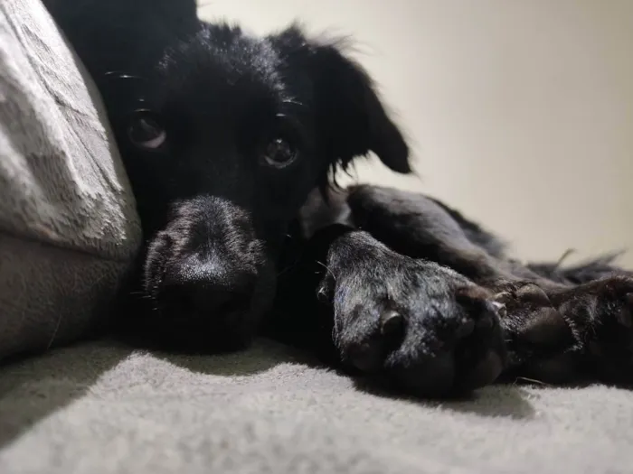 Cachorro raça Srd idade 1 ano nome Kiara