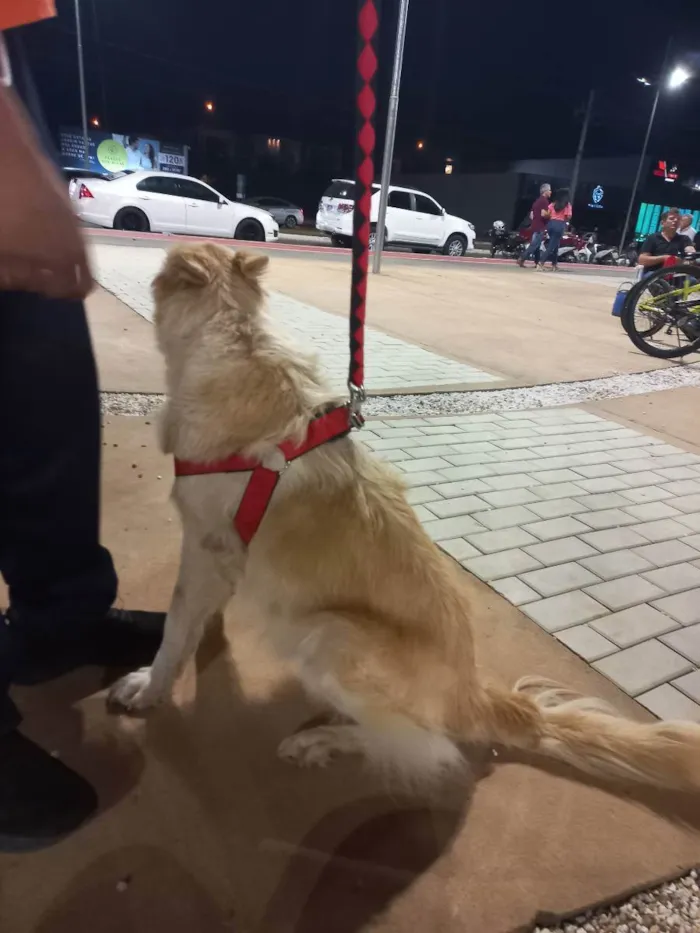 Cachorro ra a Golden labrador  idade 6 ou mais anos nome Lola e sete1