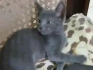 Gato raça SRD idade Abaixo de 2 meses nome Fritz, Frida e Franz