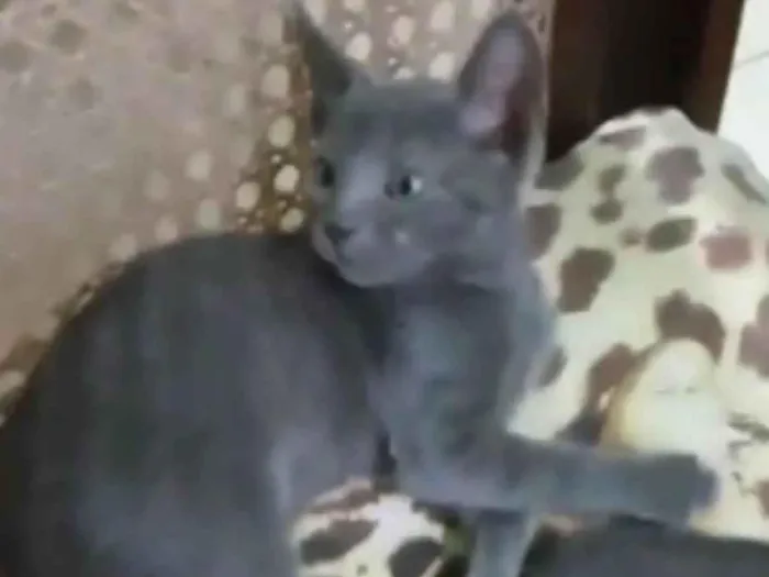 Gato ra a SRD idade Abaixo de 2 meses nome Fritz, Frida e Franz
