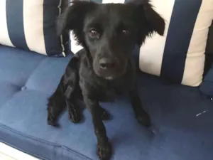 Cachorro raça Srd idade 1 ano nome Kiara