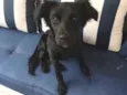 Kiara