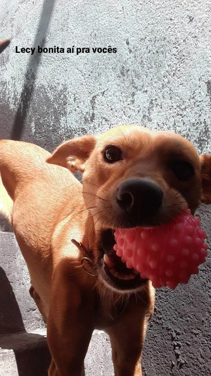 Cachorro ra a Indefinida  idade 1 ano nome Lecy