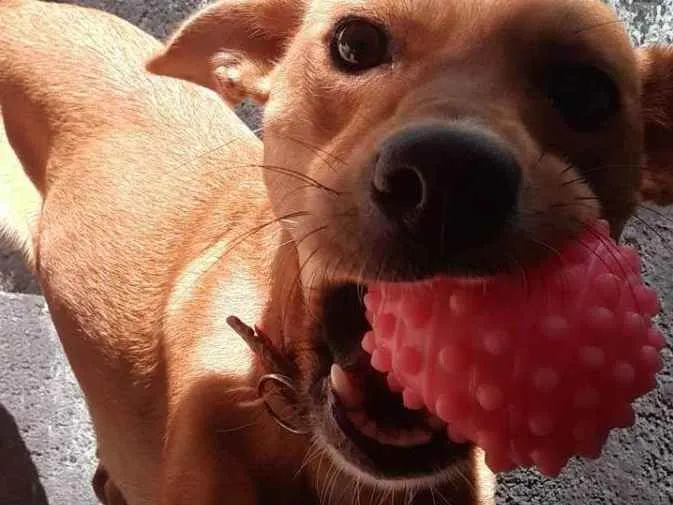 Cachorro ra a Indefinida  idade 1 ano nome Lecy