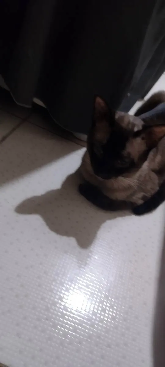 Gato ra a Siamês  idade 1 ano nome Pop