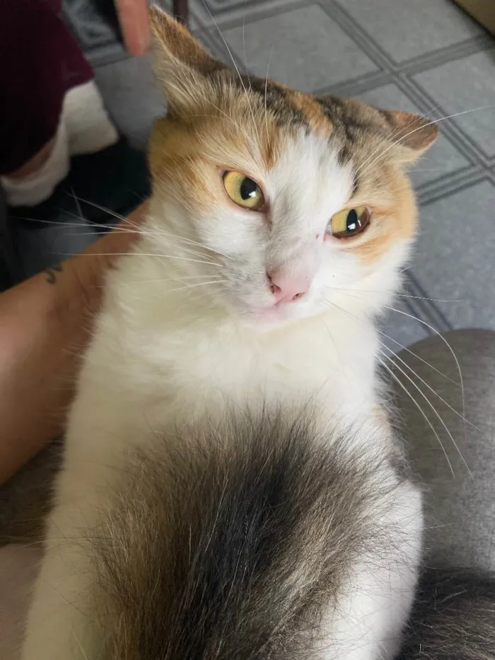 Gato raça Srd idade 7 a 11 meses nome Jade