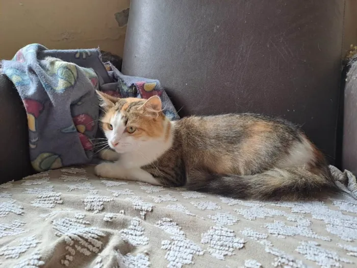 Gato raça Srd idade 7 a 11 meses nome Jade