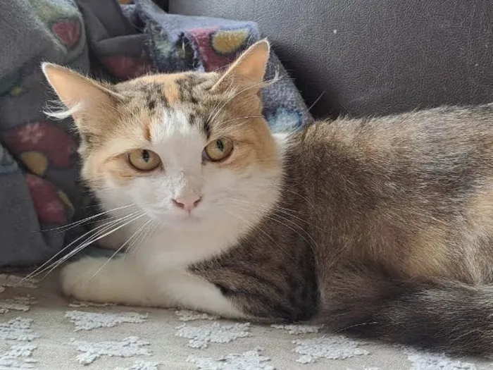 Gato raça Srd idade 7 a 11 meses nome Jade