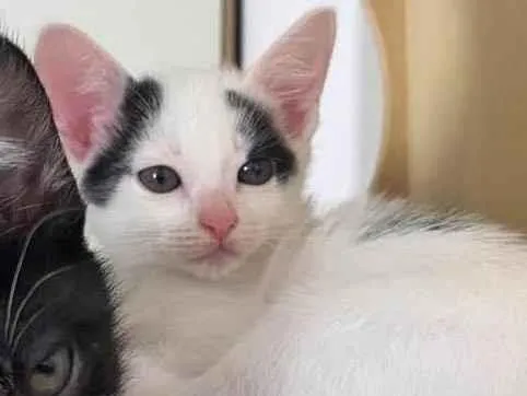 Gato raça Srd idade 2 a 6 meses nome Maria Clara