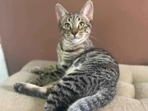 Gato raça Srd idade 2 a 6 meses nome Joaquim
