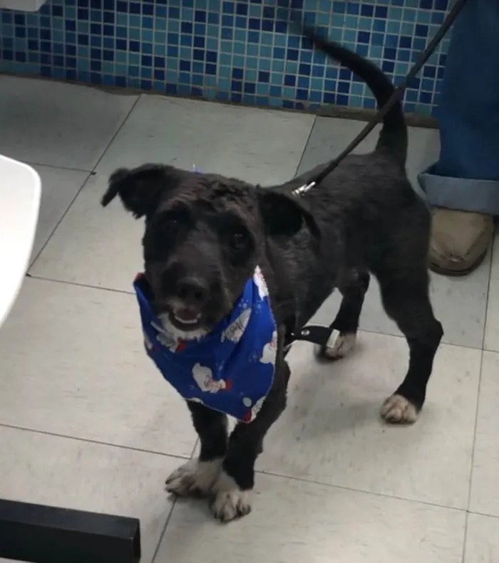 Cachorro raça Srd idade 1 ano nome Chico