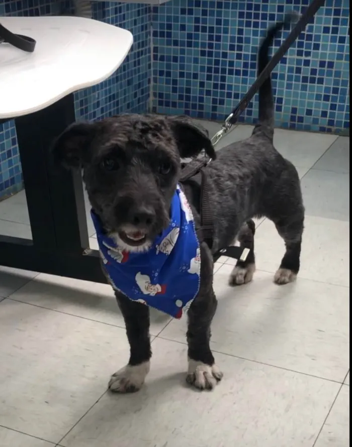 Cachorro raça Srd idade 1 ano nome Chico