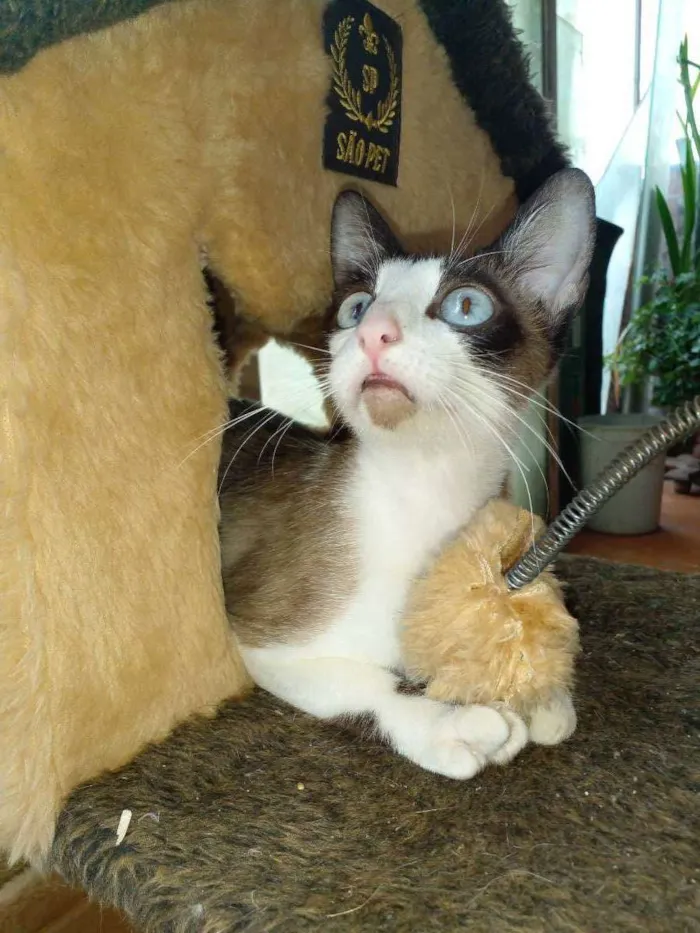 Gato ra a Siamês  idade 7 a 11 meses nome Sem nome