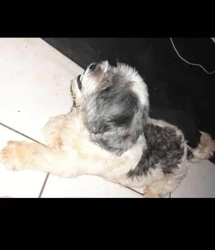 Cachorro ra a Shih-tzu idade 3 anos nome Banzz
