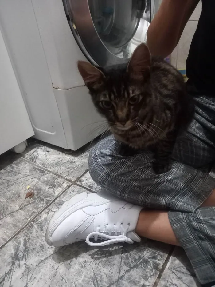 Gato ra a Viralata ou mistura  idade 7 a 11 meses nome A definir