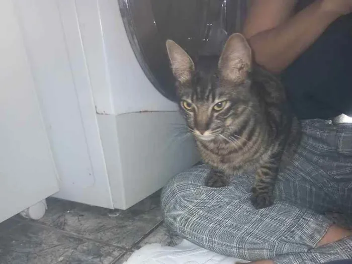 Gato ra a Viralata ou mistura  idade 7 a 11 meses nome A definir