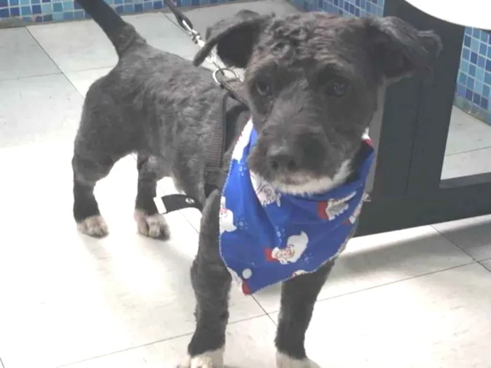 Cachorro raça Srd idade 1 ano nome Chico