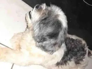 Cachorro raça Shih-tzu idade 3 anos nome Banzz