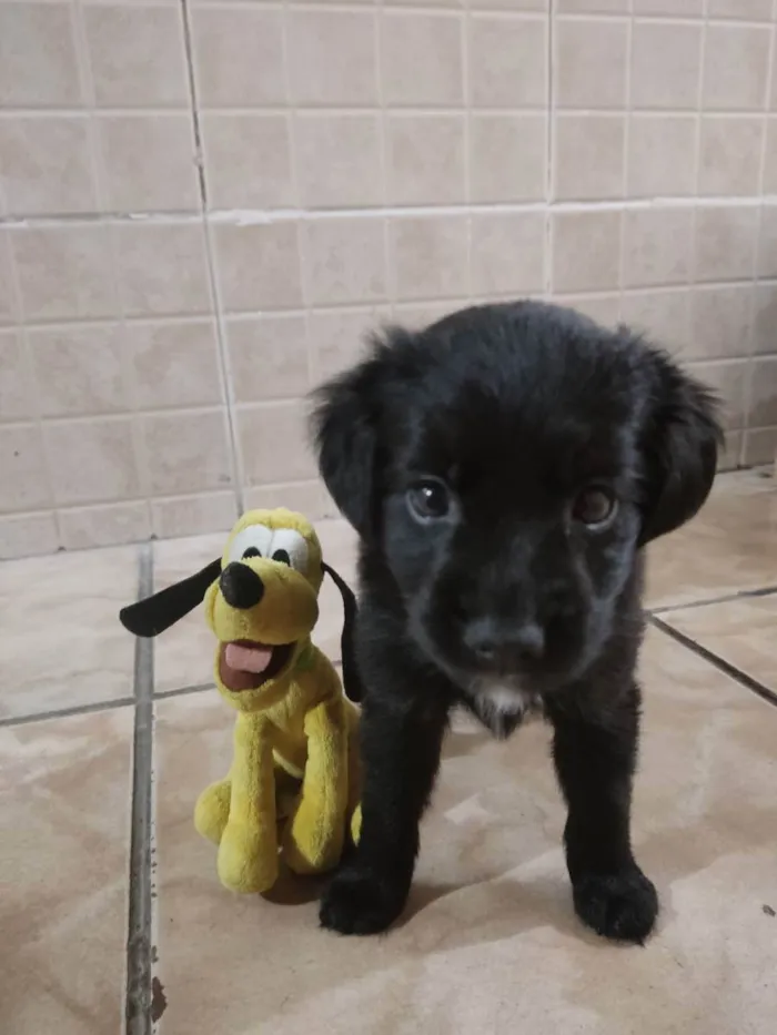 Cachorro raça Mistura salsicha com poodle idade 2 a 6 meses nome Pantera