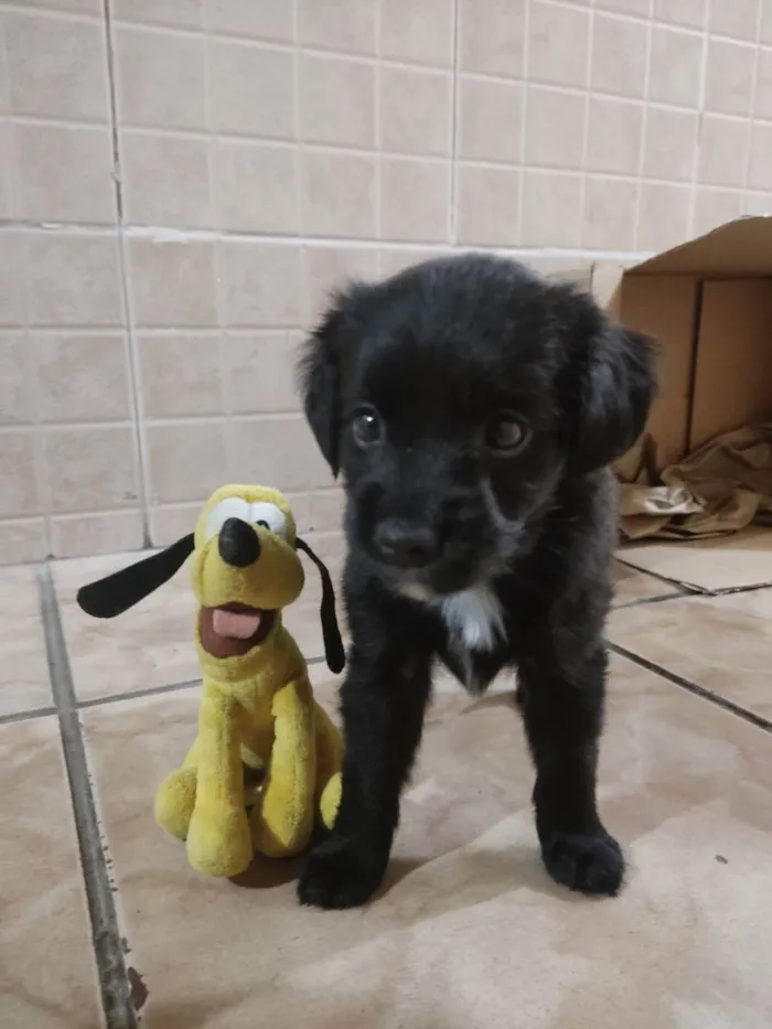 Cachorro raça Mistura salsicha com poodle idade 2 a 6 meses nome Pantera