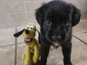 Cachorro raça Mistura salsicha com poodle idade 2 a 6 meses nome Pantera