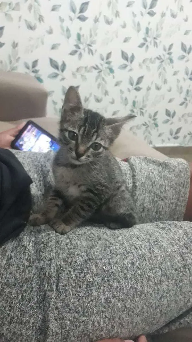 Gato ra a SRD idade 2 a 6 meses nome Sem nome definido 