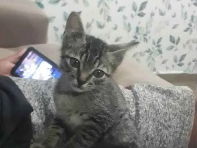 Gato ra a SRD idade 2 a 6 meses nome Sem nome definido 