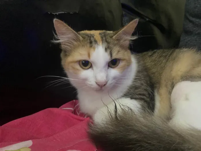 Gato raça Srd idade 7 a 11 meses nome Jade