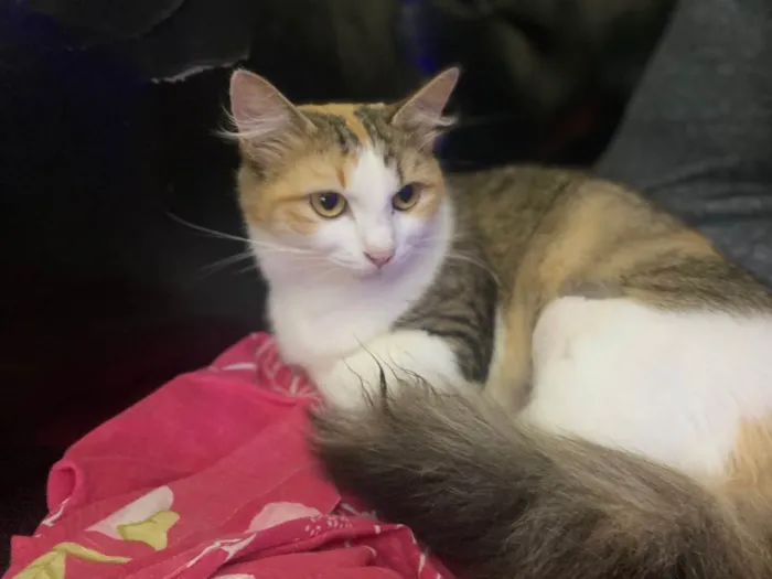 Gato raça Srd idade 7 a 11 meses nome Jade