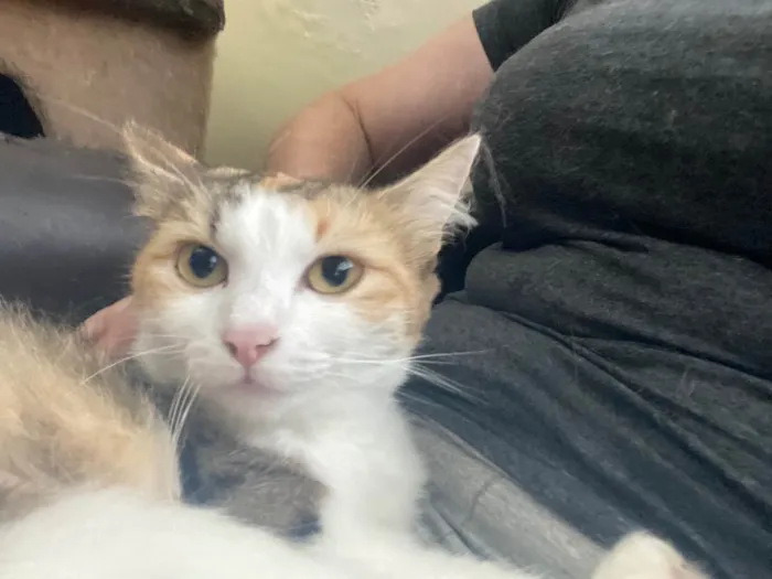 Gato raça Srd idade 7 a 11 meses nome Jade