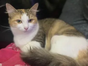 Gato raça Srd idade 7 a 11 meses nome Jade