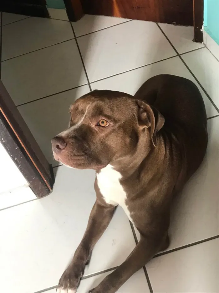 Cachorro ra a Pitbull  idade 2 anos nome Nala