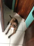 Nala
