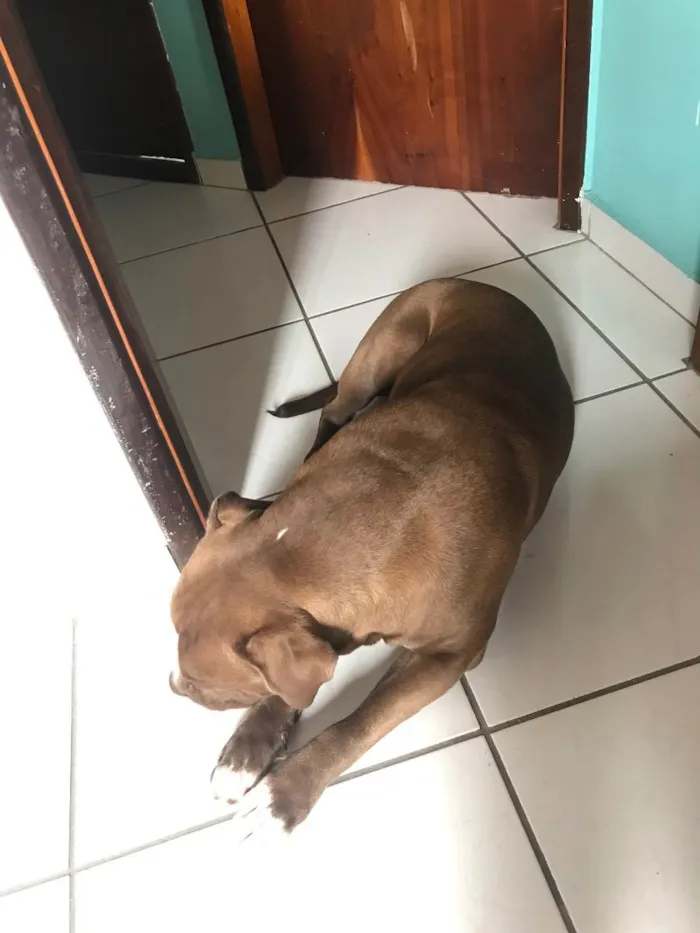 Cachorro ra a Pitbull  idade 2 anos nome Nala