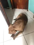 Nala