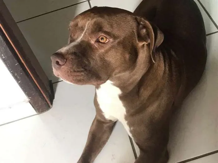 Cachorro ra a Pitbull  idade 2 anos nome Nala